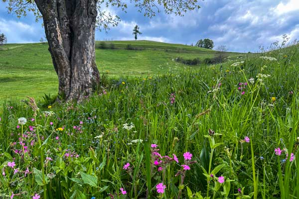 Naturkulisse in Südtirol - Natur ist kein Hintergrund